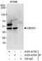 UBX Domain Protein 1 antibody, A303-416A, Bethyl Labs, Immunoprecipitation image 