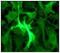 Keratin 19 antibody, ab52625, Abcam, Immunofluorescence image 