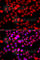 Electron transfer flavoprotein subunit alpha, mitochondrial antibody, A7670, ABclonal Technology, Immunofluorescence image 