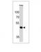 Paired Box 7 antibody, M00845, Boster Biological Technology, Western Blot image 