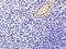 Pantetheinase antibody, orb221948, Biorbyt, Immunohistochemistry paraffin image 