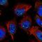Denticleless protein homolog antibody, NBP1-85283, Novus Biologicals, Immunofluorescence image 