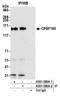 Cleavage And Polyadenylation Specific Factor 1 antibody, A301-580A, Bethyl Labs, Immunoprecipitation image 