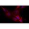 Neurocan antibody, IQ322, Immuquest, Immunocytochemistry image 