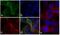 His tag antibody, 710286, Invitrogen Antibodies, Immunofluorescence image 