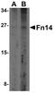 CD266 antibody, PA5-20275, Invitrogen Antibodies, Western Blot image 