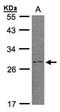 Regulator of G-protein signaling 2 antibody, NBP1-32284, Novus Biologicals, Western Blot image 
