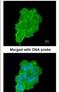 Ubiquitin Recognition Factor In ER Associated Degradation 1 antibody, PA5-22037, Invitrogen Antibodies, Immunofluorescence image 
