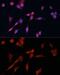 Dimethylarginine Dimethylaminohydrolase 1 antibody, GTX64427, GeneTex, Immunofluorescence image 