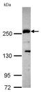 Plexin D1 antibody, ab96313, Abcam, Western Blot image 