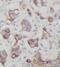 HK II antibody, FNab09956, FineTest, Immunohistochemistry frozen image 