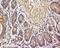 Vesicle Associated Membrane Protein 3 antibody, GTX37320, GeneTex, Immunohistochemistry paraffin image 