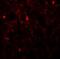 FXYD Domain Containing Ion Transport Regulator 7 antibody, NBP2-81950, Novus Biologicals, Immunofluorescence image 