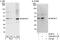 Protein IMPACT antibody, A302-661A, Bethyl Labs, Immunoprecipitation image 