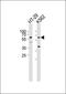 Cytochrome P450 Family 26 Subfamily C Member 1 antibody, orb256487, Biorbyt, Western Blot image 
