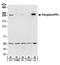 Periplakin antibody, A301-005A, Bethyl Labs, Western Blot image 
