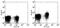 C-C Motif Chemokine Receptor 7 antibody, 56-1971-80, Invitrogen Antibodies, Flow Cytometry image 