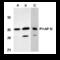 Acidic Nuclear Phosphoprotein 32 Family Member E antibody, MBS151145, MyBioSource, Western Blot image 