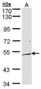 Dual Specificity Phosphatase 10 antibody, NBP1-31001, Novus Biologicals, Western Blot image 