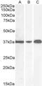 GAPDH antibody, 45-060, ProSci, Western Blot image 