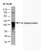Non-structural protein V antibody, MCA2892, Bio-Rad (formerly AbD Serotec) , Enzyme Linked Immunosorbent Assay image 
