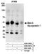 SRBC antibody, A500-007A, Bethyl Labs, Immunoprecipitation image 