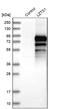 Leucine Zipper Tumor Suppressor 1 antibody, PA5-52274, Invitrogen Antibodies, Western Blot image 