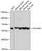 Occludin antibody, 18-733, ProSci, Western Blot image 