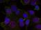REL Proto-Oncogene, NF-KB Subunit antibody, PA5-37717, Invitrogen Antibodies, Immunofluorescence image 