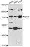 Folliculin antibody, LS-C749523, Lifespan Biosciences, Western Blot image 