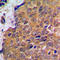 Akt antibody, LS-C351805, Lifespan Biosciences, Immunohistochemistry paraffin image 