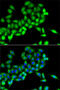 Cysteine desulfurase, mitochondrial antibody, 22-394, ProSci, Immunofluorescence image 
