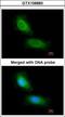 Coiled-Coil Domain Containing 68 antibody, GTX106883, GeneTex, Immunocytochemistry image 