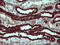Tubulin Beta 2B Class IIb antibody, M05849, Boster Biological Technology, Immunohistochemistry paraffin image 