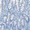 Chromosome 21 Open Reading Frame 62 antibody, HPA016899, Atlas Antibodies, Immunohistochemistry paraffin image 