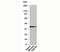 PDZ and LIM domain protein 1 antibody, 33-055, ProSci, Western Blot image 