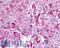 G Protein-Coupled Receptor 45 antibody, LS-A1227, Lifespan Biosciences, Immunohistochemistry frozen image 