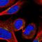 Golgi Phosphoprotein 3 antibody, HPA055841, Atlas Antibodies, Immunofluorescence image 