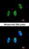 Elongator Acetyltransferase Complex Subunit 3 antibody, orb73723, Biorbyt, Immunofluorescence image 