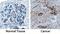 OCA2 Melanosomal Transmembrane Protein antibody, AF934, R&D Systems, Immunohistochemistry frozen image 