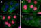 Nuclear Receptor Subfamily 1 Group D Member 2 antibody, 689403, BioLegend, Immunofluorescence image 