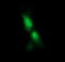 Rieske Fe-S Domain Containing antibody, M17221, Boster Biological Technology, Immunofluorescence image 