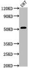 Sushi Repeat Containing Protein X-Linked antibody, CSB-PA022689LA01HU, Cusabio, Western Blot image 