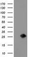 Lin-7 Homolog B, Crumbs Cell Polarity Complex Component antibody, TA501554, Origene, Western Blot image 