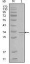 RAK antibody, NBP1-28857, Novus Biologicals, Western Blot image 