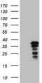 POU domain class 2-associating factor 1 antibody, TA807990S, Origene, Western Blot image 