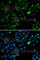FKBP Prolyl Isomerase 3 antibody, A6907, ABclonal Technology, Immunofluorescence image 