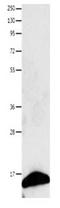Fatty Acid Binding Protein 7 antibody, orb107385, Biorbyt, Western Blot image 