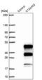 Chromosome 12 Open Reading Frame 43 antibody, PA5-61162, Invitrogen Antibodies, Western Blot image 