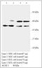 ACAT2 antibody, MBS416563, MyBioSource, Western Blot image 